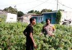 Polsek-Prambon-Apresiasi-Warga-Tanam-Singkong