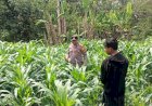 Polsek-Tarik-Gandeng-Ponpes-Gencarkan-Program-Ketahanan-Pangan