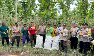 Polisi-dan-Kelompok-Tani-Banyuwangi-Panen-Jagung-Wujudkan-Ketahanan-Pangan