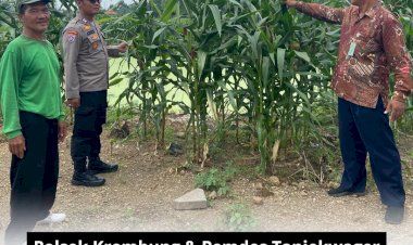 Polsek-Krembung-dan-Pemdes-Tanjekwager-Tinjau-Perkembangan-Lahan-Jagung-untuk-Dukung-Ketahanan-Pangan