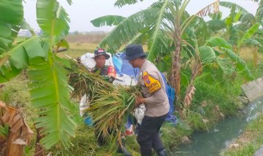 Sinergitas-TNI,-Polri-dan-Kelompok-Tani-Panen-Padi-Desa-Ganting-Gedangan-Dukung-Ketahanan-Pangan