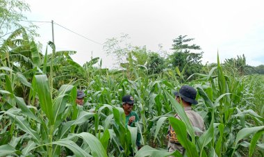 Polisi-Terus-Dampingi-Warga-Bakung-Temenggungan-Kelola-Jagung