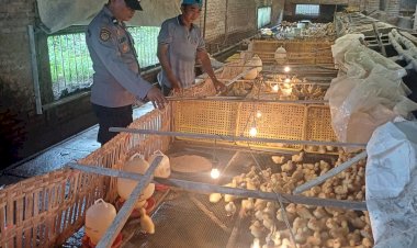 Polsek-Tarik-Dukung-Swasembada-Pangan,-Dorong-Peternakan-Bebek-di-Desa-Mergosari