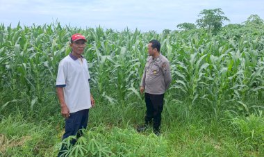 Polsek-Tarik-Cek-Lahan-Jagung-Desa-Gampingrowo