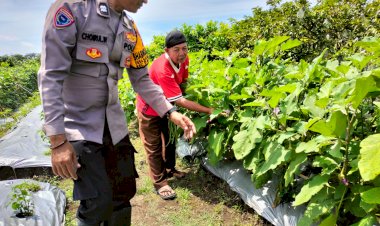 Topang-Ketahanan-Pangan,-Bhabinkamtibmas-Sambibulu-Tinjau-Pekarangan-Warga-yang-Panen-Sayuran