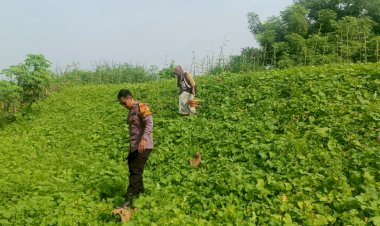 Warga-Wonokupang-Balongbendo-Sulap-Lahan-Tidur-Jadi-Kebun-Sayur-Bergizi,-Dapat-Apresiasi-dari-Bhabinkamtibmas