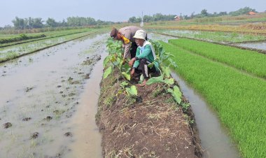 Polsek-Tanggulangin-Masifkan-Sambang-Desa,-Dukung-Ketahanan-Pangan-Lewat-Program-P2B