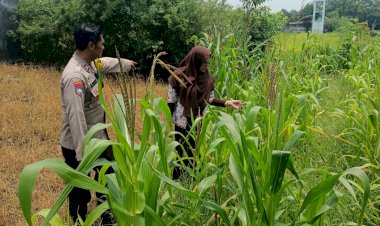 SDN-Kandangan-Krembung-Tanam-Jagung,-Dukung-Program-Ketahanan-Pangan-Nasional