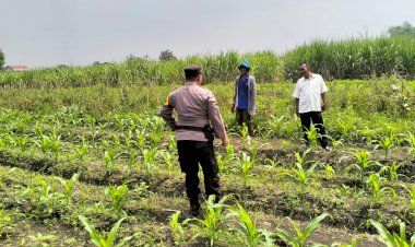 Sinergi-Kepolisian-dan-Petani-Dukung-Ketahanan-Pangan:-Bhabinkamtibmas-Gamping-Turun-ke-Lahan-Bantu-Perawatan-Jagung
