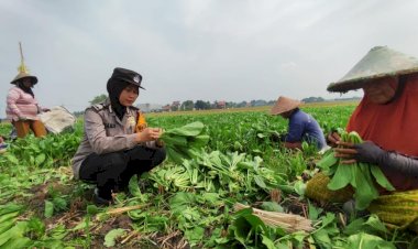 Polwan-Polsek-Wonoayu-Bantu-Petani-Panen-Sawi
