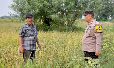 Bhabinkamtibmas-Pangkemiri-Polsek-Tulangan-Tinjau-Lahan-Padi-Dukung-Program-Ketahanan-Pangan-Desa