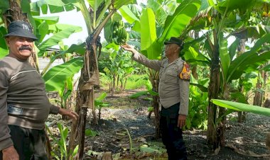 Bhabinkamtibmas-Tinjau-Kesiapan-Panen-Pisang-di-Lahan-P2B-Desa-Semambung