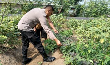 Bhabinkamtibmas-Jemirahan-Apresiasi-Perkembangan-Sayur-Krai-untuk-Dukung-Ketahanan-Pangan-Sidoarjo