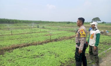 Kanit-Binmas-Polsek-Krembung-Bersama-Petani-Lemujut-Gunakan-Teknik-Gribel-untuk-Jaga-Kesuburan-Kangkung