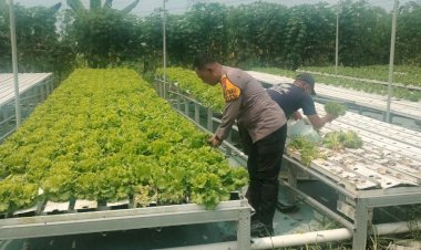 Upaya-Swasembada-Pangan-Mandiri,-Polisi-Dampingi-Petani-Sayur-Pasarkan-Hasil-Panen