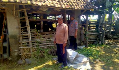 Jelang-Idul-Adha,-Bhabinkamtibmas-Prambon-Cek-Kesehatan-Hewan-Kurban-Sapi