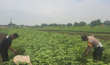 Bhabinkamtibmas-Gampingrowo-Dampingi-Petani-Terong,-Cari-Solusi-Percepat-Panen-di-Lahan-Ketahanan-Pangan