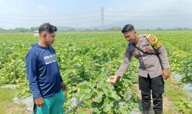 Polsek-Krembung-Dukung-Ketahanan-Pangan,-Dampingi-Perawatan-Tanaman-Melon-di-Desa-Keper