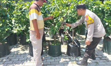 Kapolsek-Tanggulangin-Dorong-Ketahanan-Pangan-Melalui-Sambang-Lahan-alpukat-di-Desa-Kedungbanteng