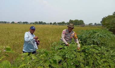 Polsek-Tanggulangin-Sambangi-Pertanian-Terong-Desa-Kalidawir,-Dukung-Ketahanan-Pangan-Polresta-Sidoarjo