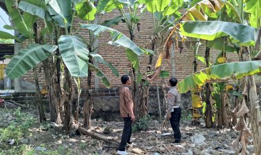 Turung-Langsung-ke-Lahan-P2B-Tanaman-Pisang,-Bhabinkamtibmas-Dorong-Warga-Dukung-Asta-Cita-Presiden