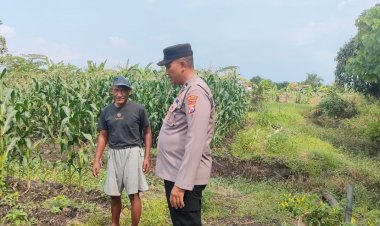 Polisi-Cinta-Petani-Sawi,-Polsek-Porong-Kompak-Dongkrak-Ketahanan-Pangan-di-Desa-Pesawahan