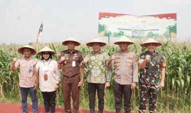 Forkopimda-Sidoarjo-Dukung-Ketahanan-Pangan,-Ikuti-Panen-Raya-Jagung-Serentak