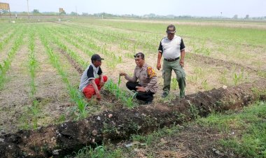 P2B-Jagung-Desa-Seketi-Didukung-Bhabinkamtibmas
