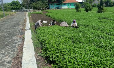 Polresta-Sidoarjo-Dukung-Ketahanan-Pangan,-Polsek-Porong-Dampingi-Warga-Tanam-Kangkung