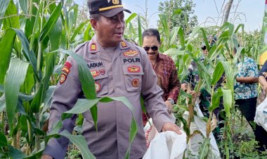 Polresta-Sidoarjo-Dukung-Ketahanan-Pangan-lewat-Panen-Jagung-BUMDes-Pademonegoro