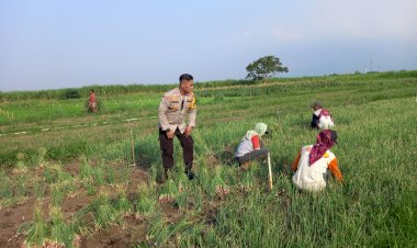 Dukung-Swasembada-Pangan,-Polisi-Krembung-Turun-ke-Ladang-Bantu-Petani-Panen