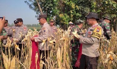 Panen-Jagung-di-Desa-Lemujut-Krembung-Dukung-Program-Ketahanan-Pangan