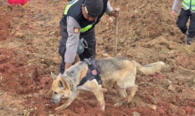 Polri-Kerahkan-Anjing-Pelacak-dalam-Pencarian-Korban-Longsor-Cilacap