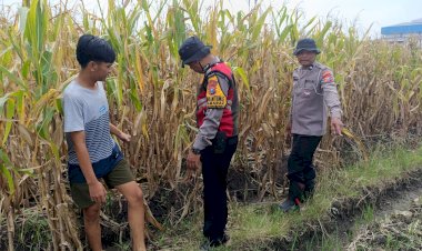 Cek-Lahan-Jagung-Siap-Panen-di-Balongbendo-Sidoarjo,-Dukung-Swasembada-Pangan-2026