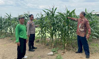 Polresta-Sidoarjo-Optimalkan-Swasembada-Pangan,-Dampingi-Petani-Jagung-di-Krembung