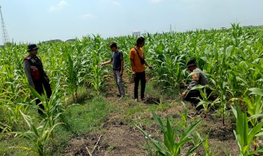 Polresta-Sidoarjo-Optimalkan-Swasembada-Pangan,-Dampingi-Petani-Jagung-di-Krembung