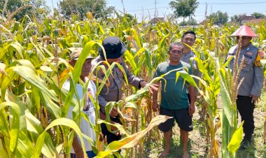Optimalkan-Swasembada-Pangan,-Polsek-Prambon-Masifkan-Pengelolahan-Tanaman-Jagung