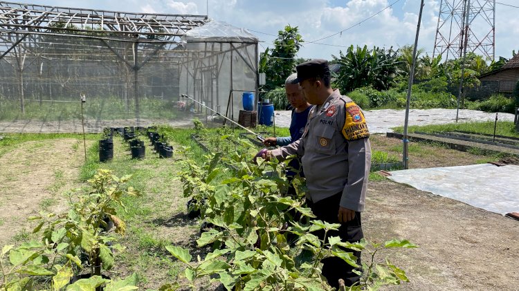 Dukung Ketahanan Pangan, Lahan di Desa Bakung Temenggungan Ditanami Lombok dan Jagung