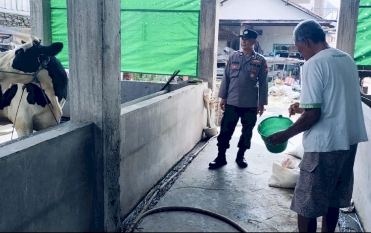Perhatikan Kualitas Ternak Sapi, Dukung Peningkatan Gizi Masyarakat