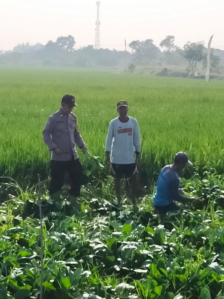 Warga Desa Kemantren Tanam Sayuran di Pekarangan Pangan Bergizi, Bhabinkamtibmas Lakukan Pendampingan