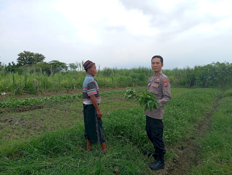 Bhabinkamtibmas Desa Jedong Cangkring Pantau Tanaman Sayur Desa Jedong Cangkring