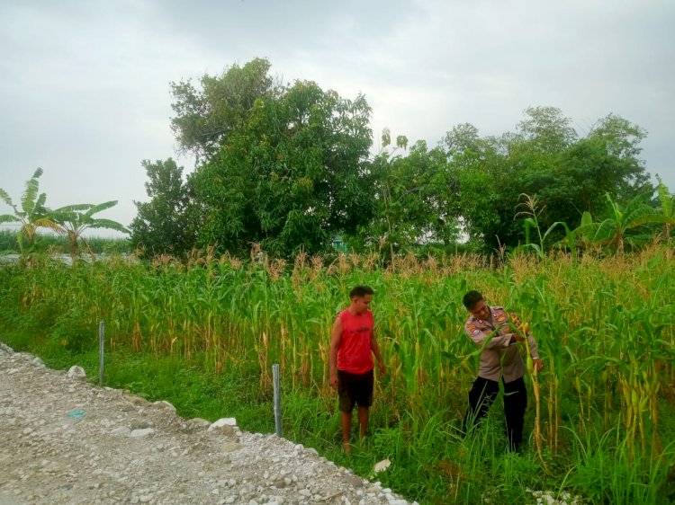 Kanit Binmas Polsek Krembung Cek Lahan Jagung Desa Lemujut