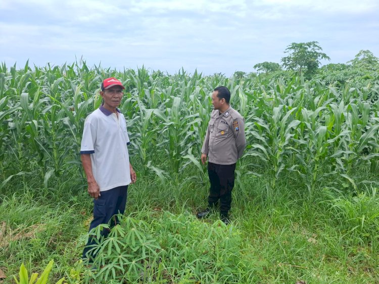Polsek Tarik Cek Lahan Jagung Desa Gampingrowo