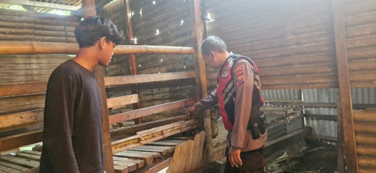 Bhabinkamtibmas Desa Tambak Oso Mengecek Perkembangan Bibit Kambing untuk Ketahanan Pangan