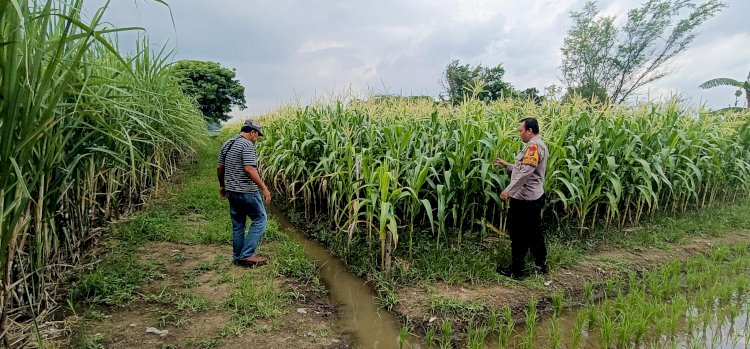 Kapolsek Tarik Berikan Pendampingan untuk Swasembada Pangan Mandiri Tingkat Desa