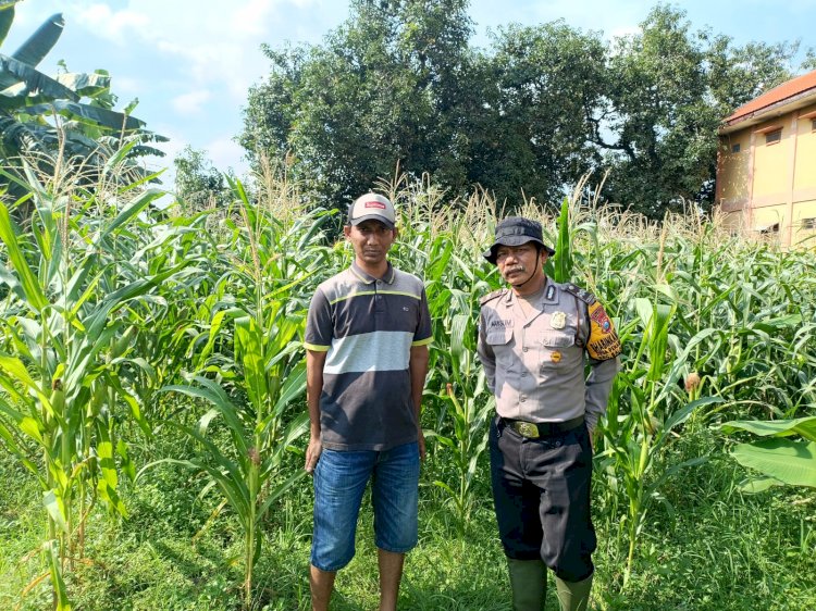 Polsek Balongbendo Dampingi Warga Kelola Tanaman Jagung