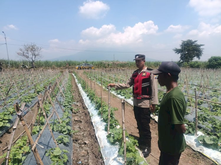Bhabinkamtibmas Desa Kebakalan Polsek Porong Dukung Ketahanan Pangan Bersama Petani Melon