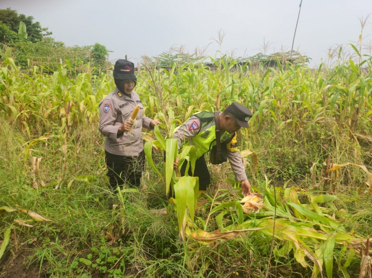 Forkopimda Gedangan Gelar Panen Raya Jagung Tahap I Dukung Swasembada Pangan Nasional