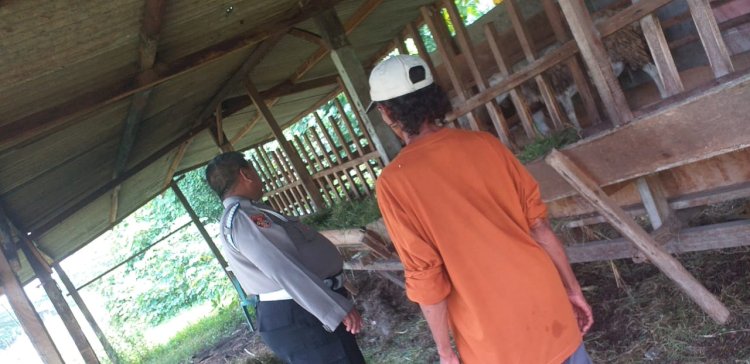 Dampingi Program Ketahanan Pangan, Bhabinkamtibmas Polsek Sedati Tinjau Peternakan Kambing di Desa Betro