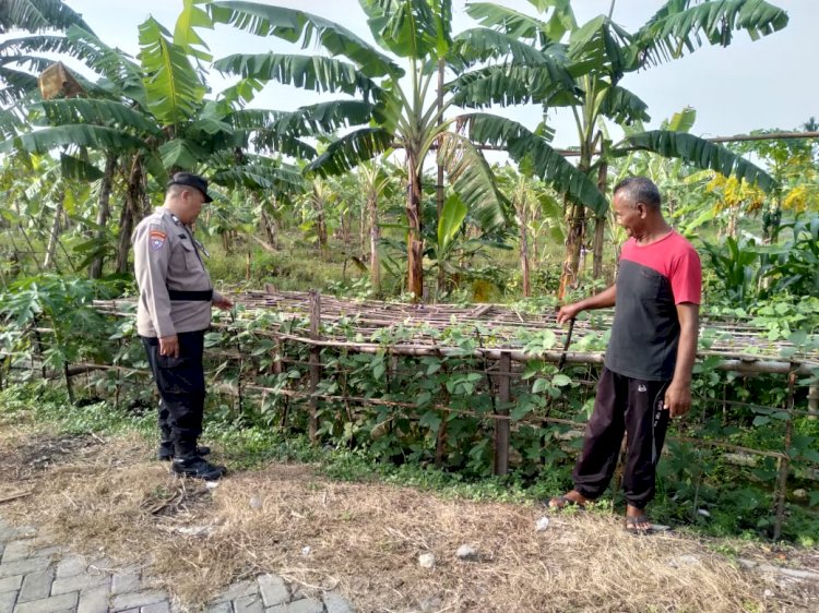 Bhabinkamtibmas Pangkemiri Polsek Tulangan Lakukan Pengecekan Lahan Sayur dalam Program Ketahanan Pangan Bergizi